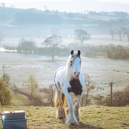 Shabby Shepherds Penrith Bagian luar foto