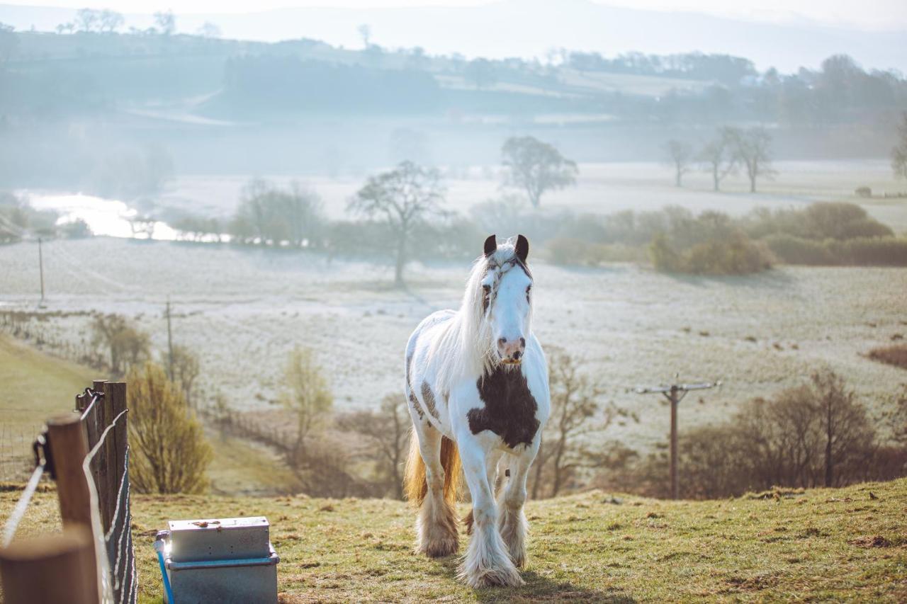 Shabby Shepherds Penrith Bagian luar foto