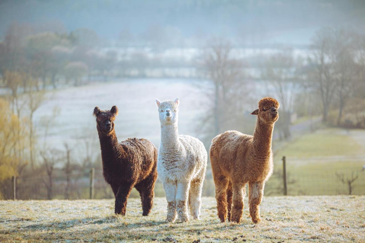 Shabby Shepherds Penrith Bagian luar foto